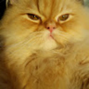 Meet your Posher, Travis